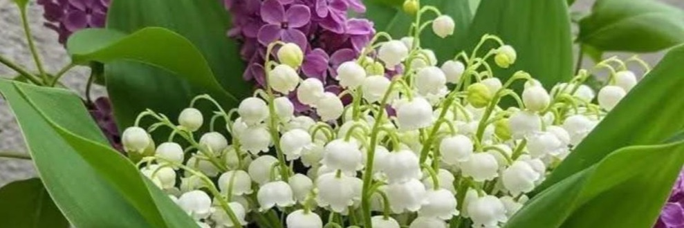 Muguet et lilas pour un message fleuri