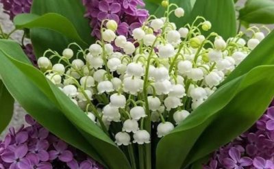Muguet et lilas pour un message fleuri 