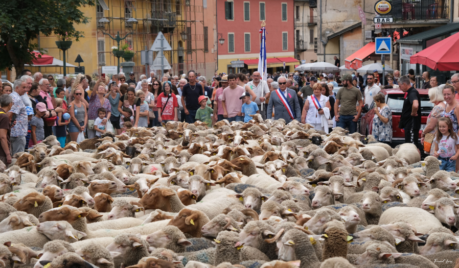 Les moutons dans la ville...